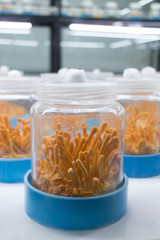 Is spedra better than viagra?